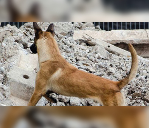 Cuerpo de Bomberos de Santiago cuenta con 2 nuevos perros certificados en búsqueda, detección y salvamento de personas.