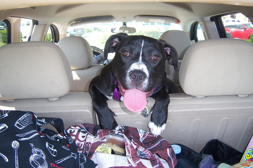 Consejos para viajar en auto con tu mascota