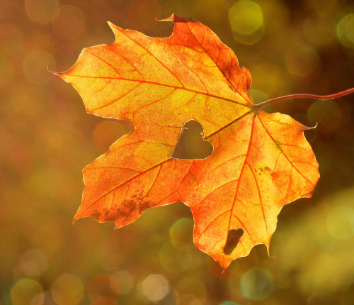 ¿Cómo afrontar la poca luz del otoño?
