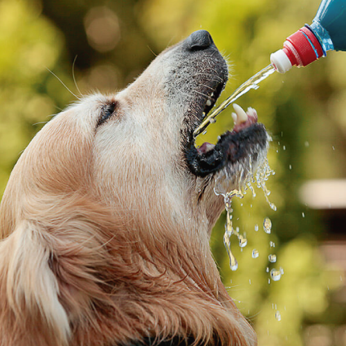 Claves para cuidar a tu mascota del calor durante el verano